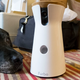 Illustration for article titled This Pet Camera Confused My Dog and Busted My Naughty Landlord